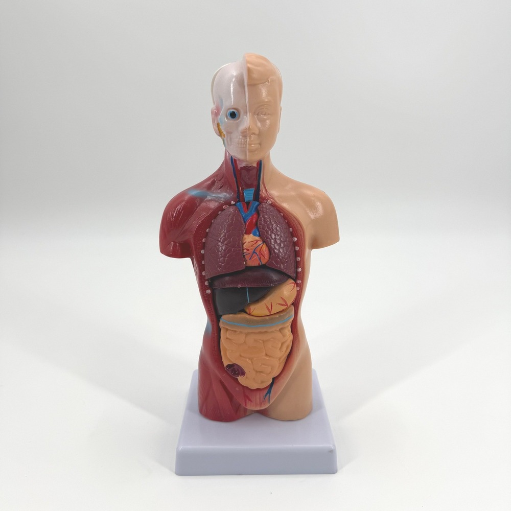 Human Torso Anatomical Removable Anatomy Organs Medical Student Teaching Model